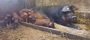 Ultimi 3  Purcei Duroc Pur de reproducție Turnu Magurele o733345270 - imagine 5