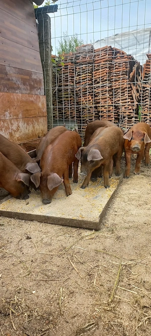 Ultimi 3  Purcei Duroc Pur de reproducție Turnu Magurele o733345270 - imagine 2