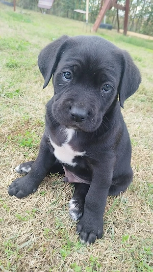 Pui  de cane corso.  - imagine 2