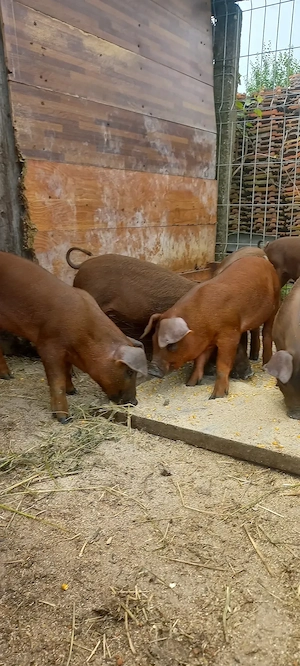 Purcei Rasa Duroc Pur Comuna Lița Teleorman o733345270 - imagine 5