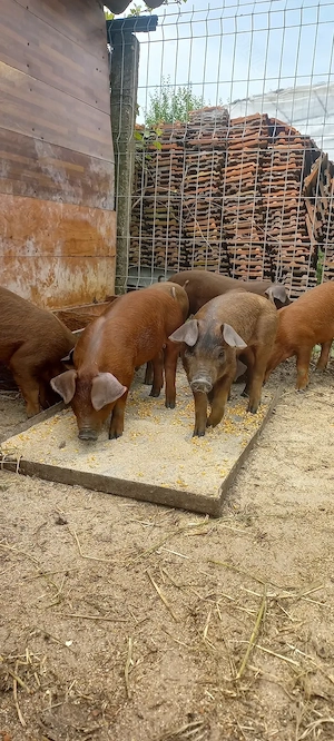 Purcei Rasa Duroc Pur Comuna Lița Teleorman o733345270 - imagine 3