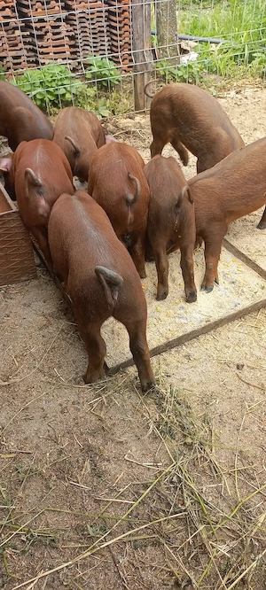 Purcei Rasa Duroc Pur Comuna Lița Teleorman o733345270 - imagine 2