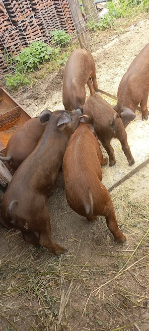 Purcei Rasa Duroc Pur Comuna Lița Teleorman o733345270 - imagine 4