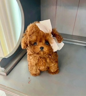Maltipoo Caniche pudel poodle mini toy 