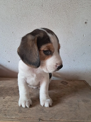 Beagle de vânzare