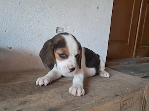Cățeluși Beagle