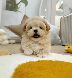 Maltipoo  mini toy Caniche Pudel Poodle 