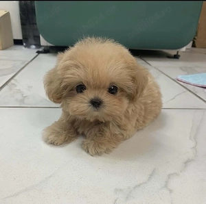 Maltipoo Mini Toy Pudel   Caniche   Poodle  - imagine 3