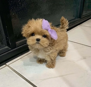 Maltipoo Mini Toy Pudel   Caniche   Poodle  - imagine 2