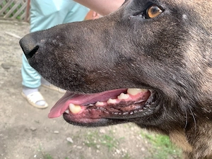 donez un ciobanesc belgian malinois - imagine 3