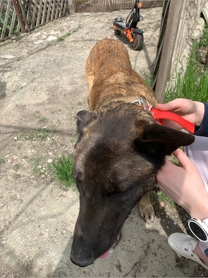 donez un ciobanesc belgian malinois - imagine 5