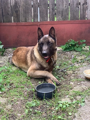 donez un ciobanesc belgian malinois - imagine 2