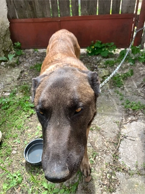donez un ciobanesc belgian malinois - imagine 4