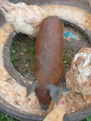 purcei roșii și albi bio - imagine 2