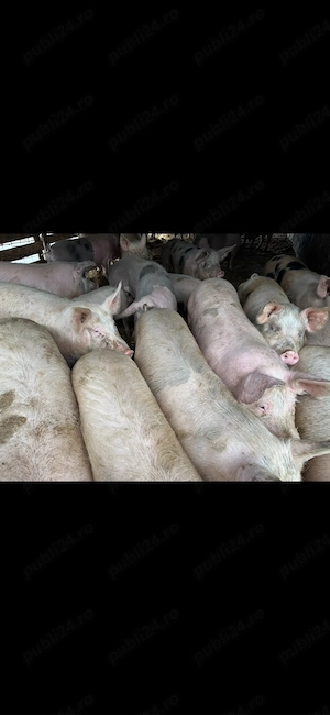 Porci de vanzare 