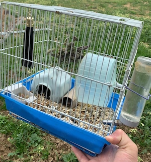 vand hamster pitic femela 