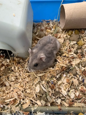 vand hamster pitic femela  - imagine 3