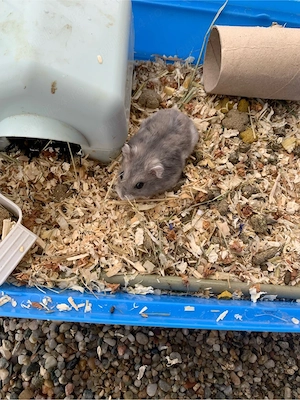 vand hamster pitic femela  - imagine 4