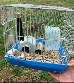 vand hamster pitic femela  - imagine 2