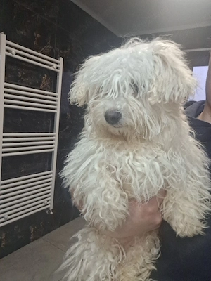 vand catelusa bichon  de 2 ani 