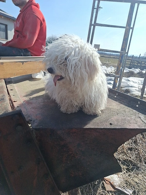 vand catelusa bichon  de 2 ani  - imagine 3
