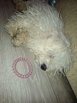 vand catelusa bichon  de 2 ani  - imagine 2