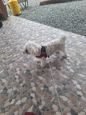 vand catelusa bichon  de 2 ani  - imagine 4