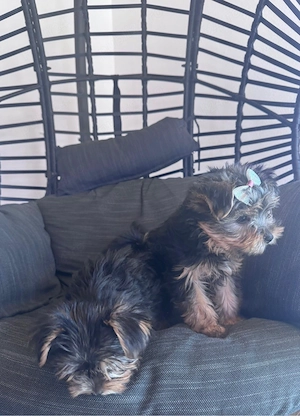 pui yorkshire terrier 2 luni - imagine 2