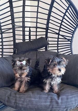 pui yorkshire terrier 2 luni - imagine 3