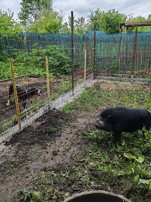 Câine de vanatoare copoi ardelenesc schimb