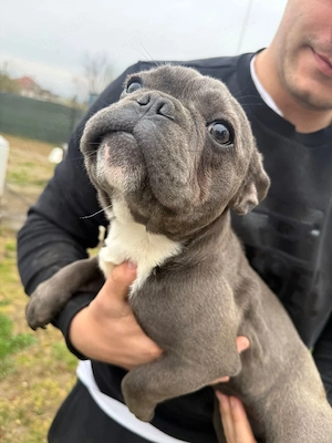 buldog francez