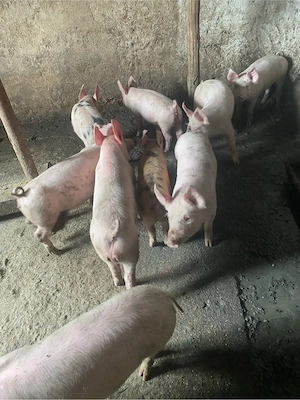 purcei de vanzare