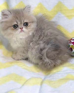 pisica persana chinchilla, cu pedigree - imagine 2