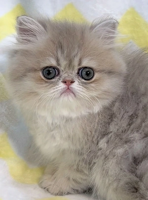 pisica persana chinchilla, cu pedigree - imagine 3