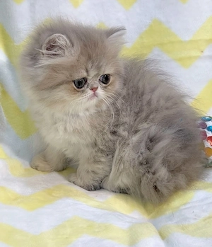 pisica persana chinchilla, cu pedigree - imagine 4