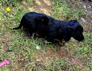 Catelusa metis teckel pentru adoptie - imagine 5