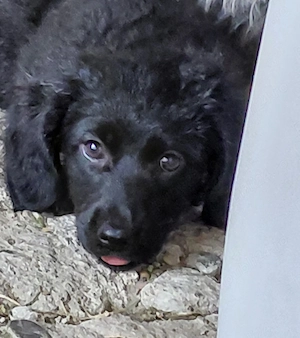 Catelusa metis teckel pentru adoptie - imagine 2