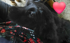 Catelusa metis teckel pentru adoptie - imagine 3