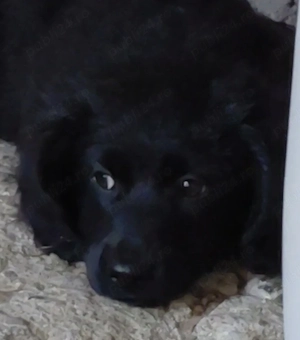 Catelusa metis teckel pentru adoptie - imagine 4