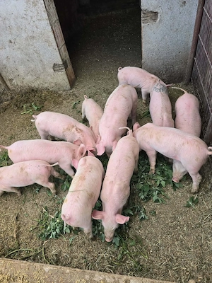 Purcei de vânzare , 6 săptămâni 