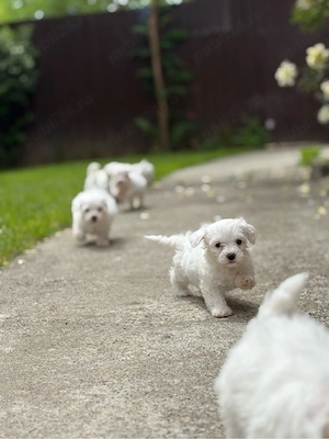Vând pui de Bichon Maltez - imagine 5