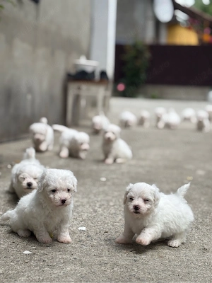 Vând pui de Bichon Maltez - imagine 2