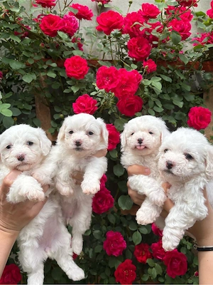 Vând pui de Bichon Maltez