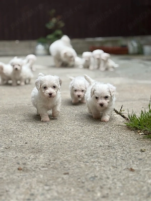 Vând pui de Bichon Maltez - imagine 4