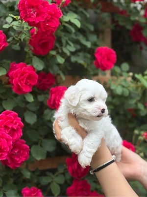 Vând pui de Bichon Maltez - imagine 3