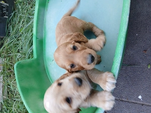 Pui coker spaniel - imagine 2