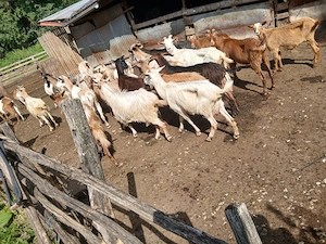 capre de vânzare 