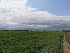 Teren 5HA   Pozitie excelenta pentru investitie   ARAD, DIRECȚIA TIMIȘOARA