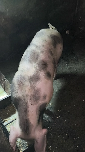 Vând porc crescut in gospodărie  - imagine 2