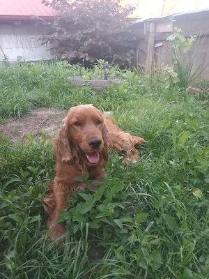 cocker spaniel  - imagine 3